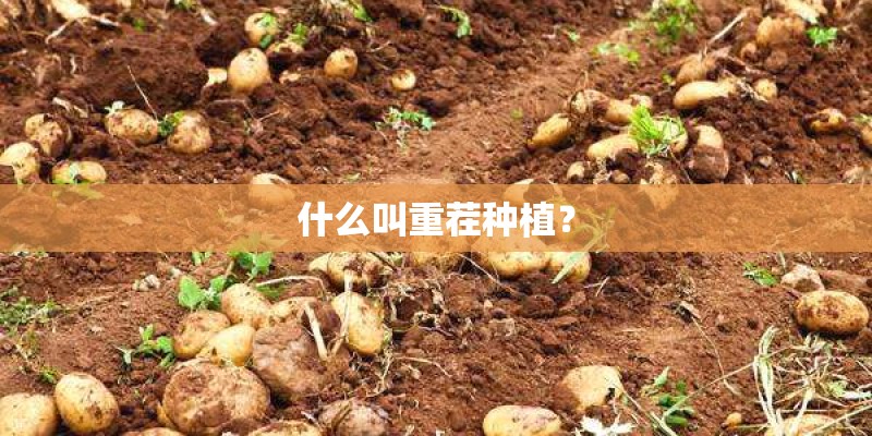 什么叫重茬种植？