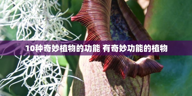 要在家里种植什么花