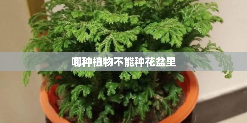 要在家里种植什么花