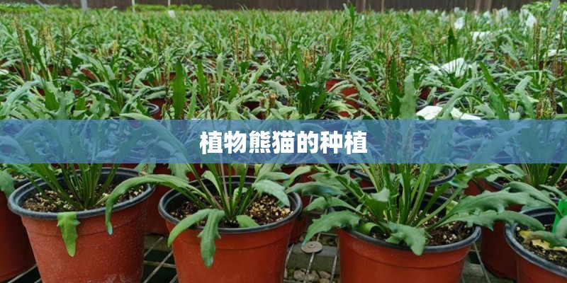 植物熊猫的种植