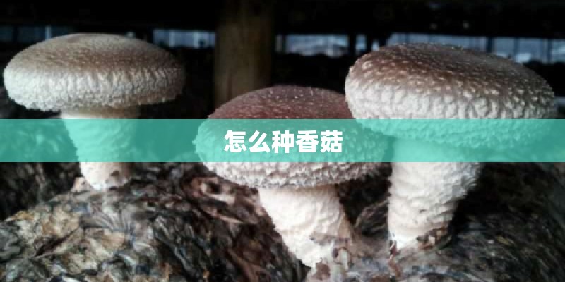 要在家里种植什么花