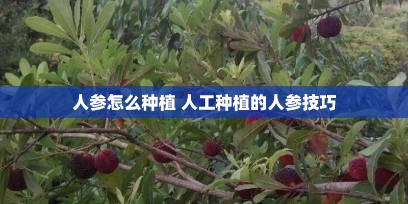 人参怎么种植 人工种植的人参技巧