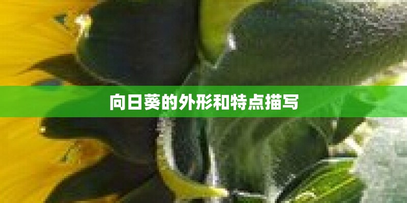 向日葵的外形和特点描写