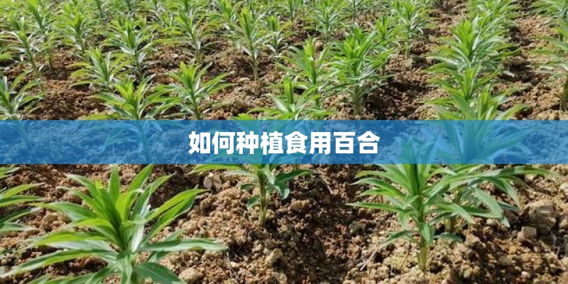 如何种植食用百合
