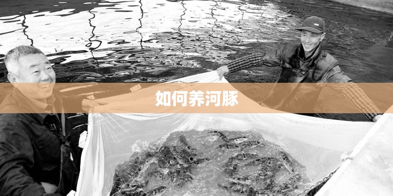 如何养河豚