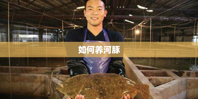 如何养河豚