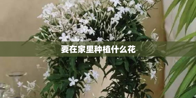 要在家里种植什么花