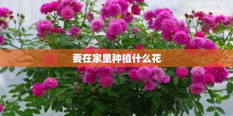 要在家里种植什么花 要在家里种植什么花