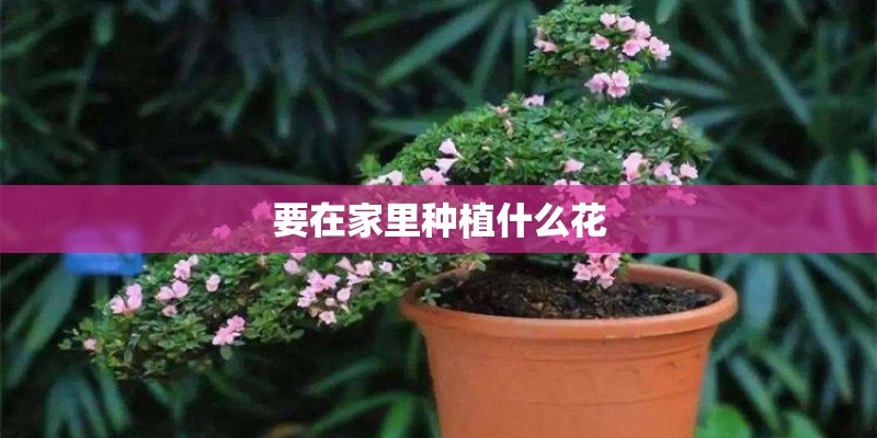 要在家里种植什么花 要在家里种植什么花