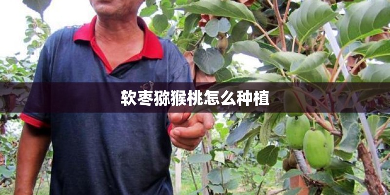 软枣猕猴桃怎么种植 软枣猕猴桃怎么种植
