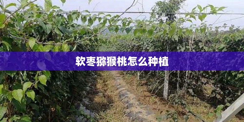 软枣猕猴桃怎么种植 软枣猕猴桃怎么种植