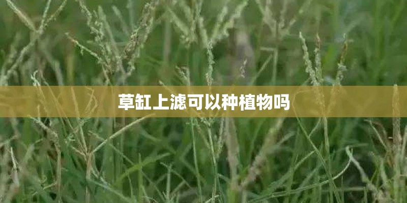 古典园林常用植物有哪些