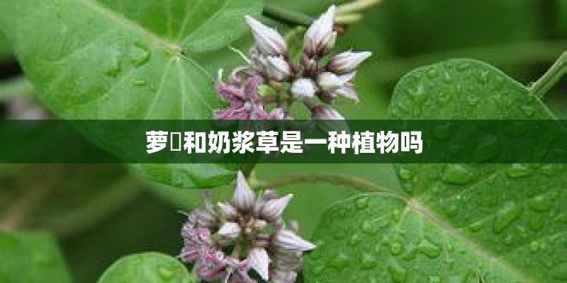 广园路的历史