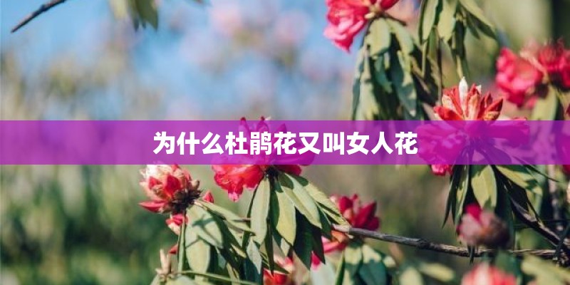 为什么杜鹃花又叫女人花