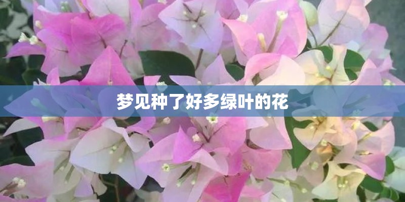 梦见种了好多绿叶的花