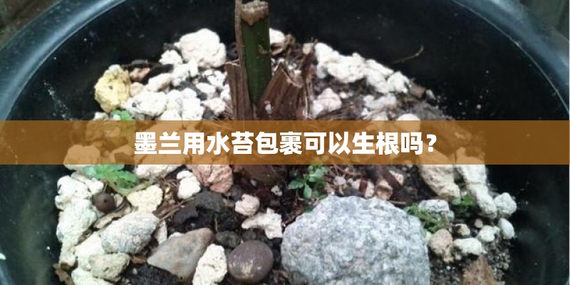 墨兰用水苔包裹可以生根吗？