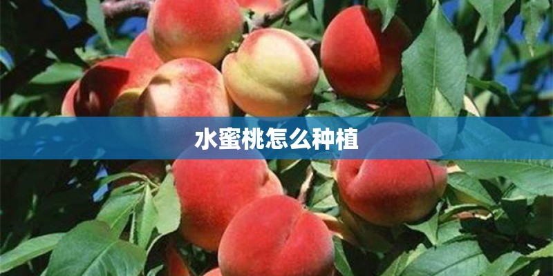 水蜜桃怎么种植