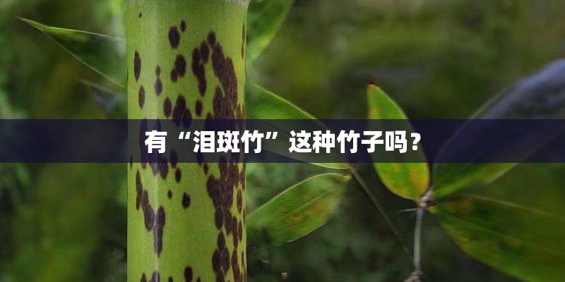 有“泪斑竹”这种竹子吗？