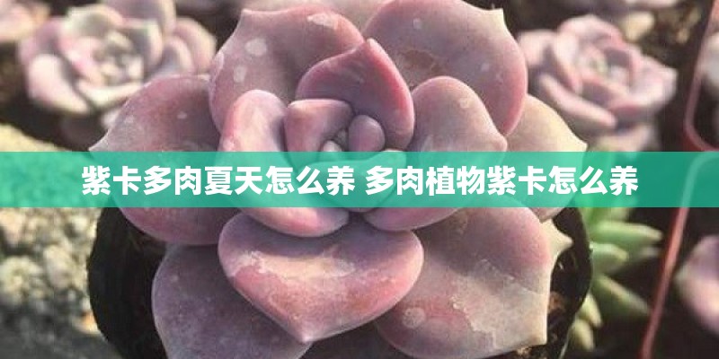 紫卡多肉夏天怎么养 多肉植物紫卡怎么养