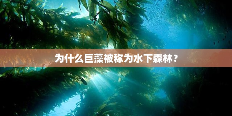 为什么巨藻被称为水下森林？