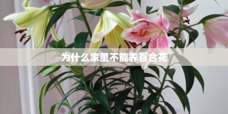 为什么家里不能养百合花
