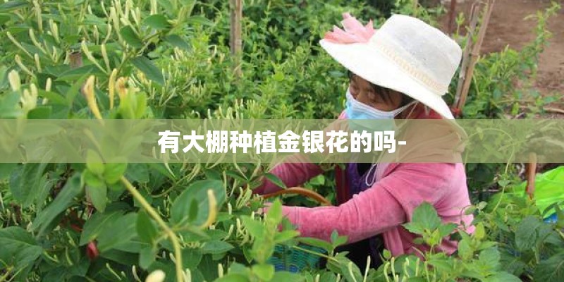 有大棚种植金银花的吗-