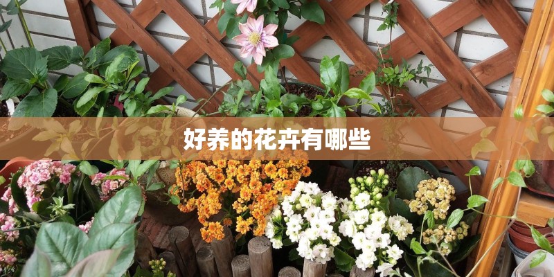 好养的花卉有哪些