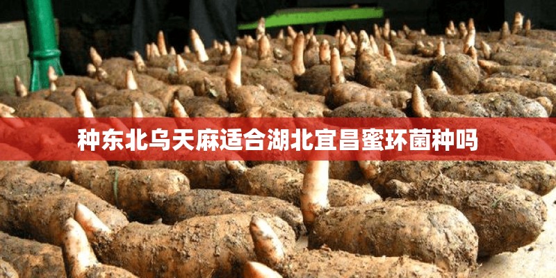 种东北乌天麻适合湖北宜昌蜜环菌种吗 种东北乌天麻适合湖北宜昌蜜环菌种吗