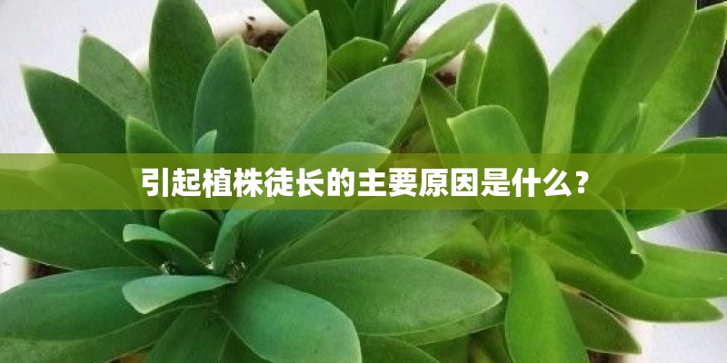 引起植株徒长的主要原因是什么？