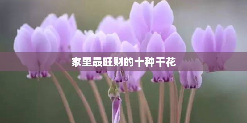家里最旺财的十种干花