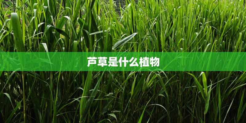 芦草是什么植物