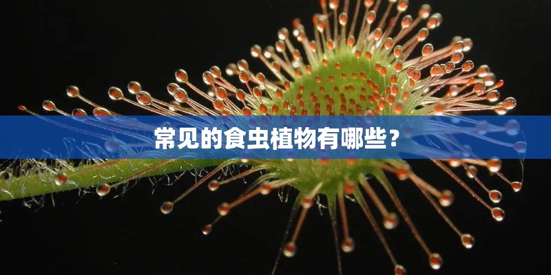 常见的食虫植物有哪些？