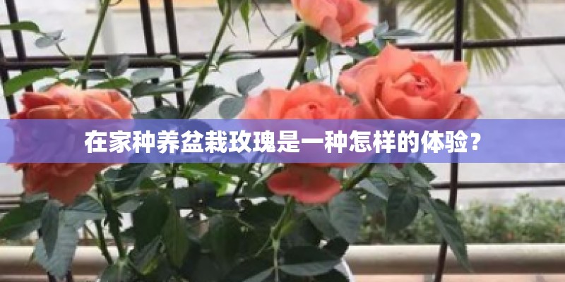 在家种养盆栽玫瑰是一种怎样的体验？