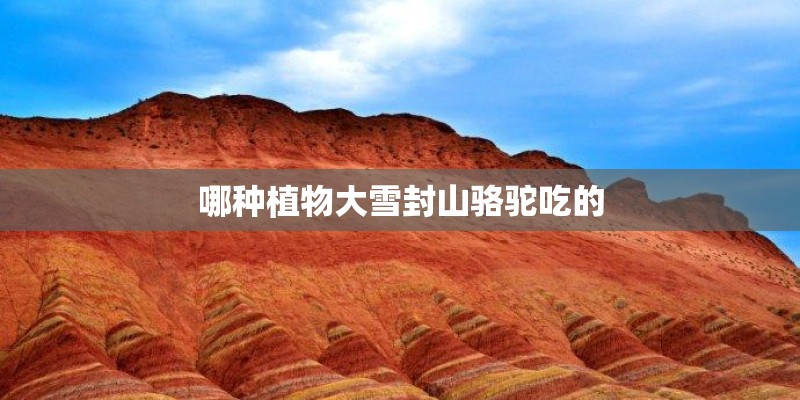 哪种植物大雪封山骆驼吃的