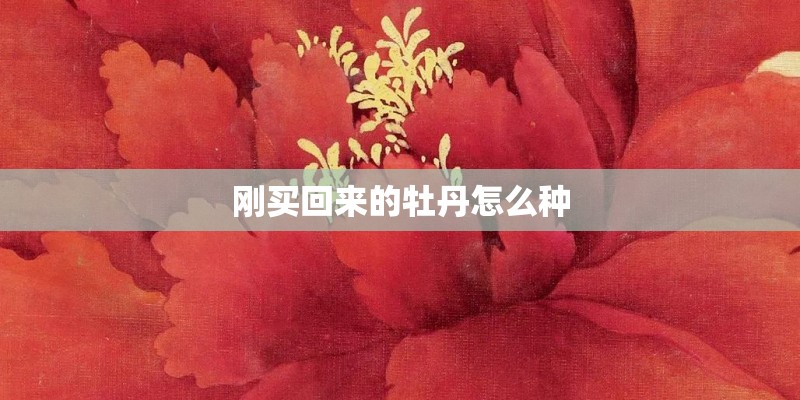 刚买回来的牡丹怎么种