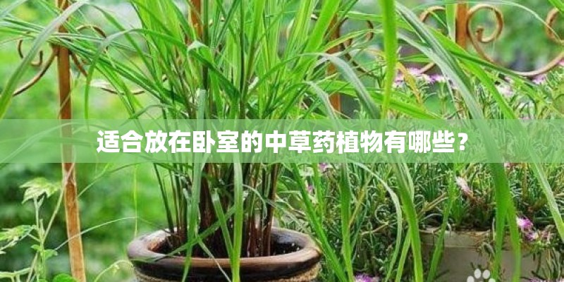 刚买回来的牡丹怎么种