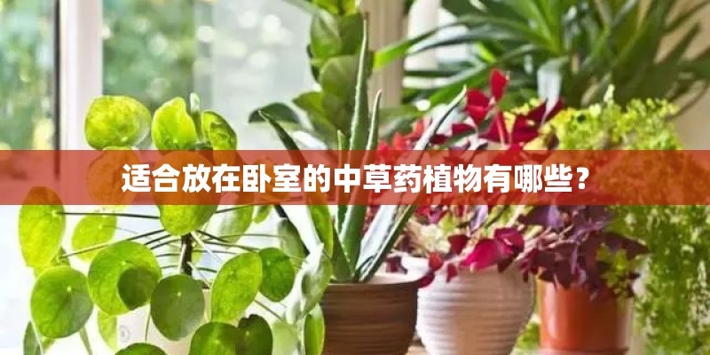 适合放在卧室的中草药植物有哪些？