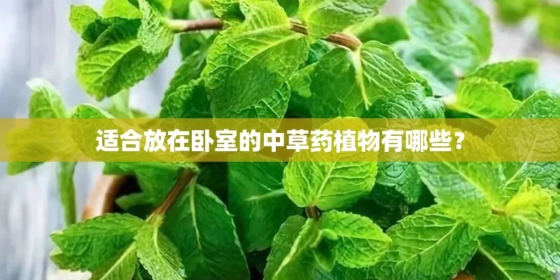 适合放在卧室的中草药植物有哪些？
