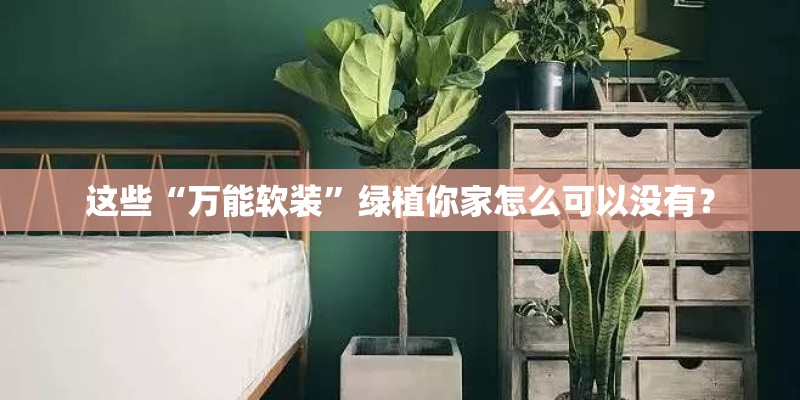 适合放在卧室的中草药植物有哪些？