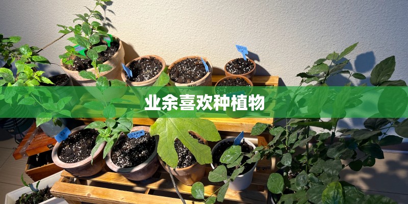 业余喜欢种植物